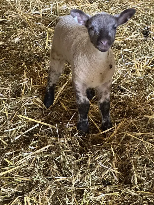 Registered Canadian Arcotts  in Livestock in Penticton - Image 7