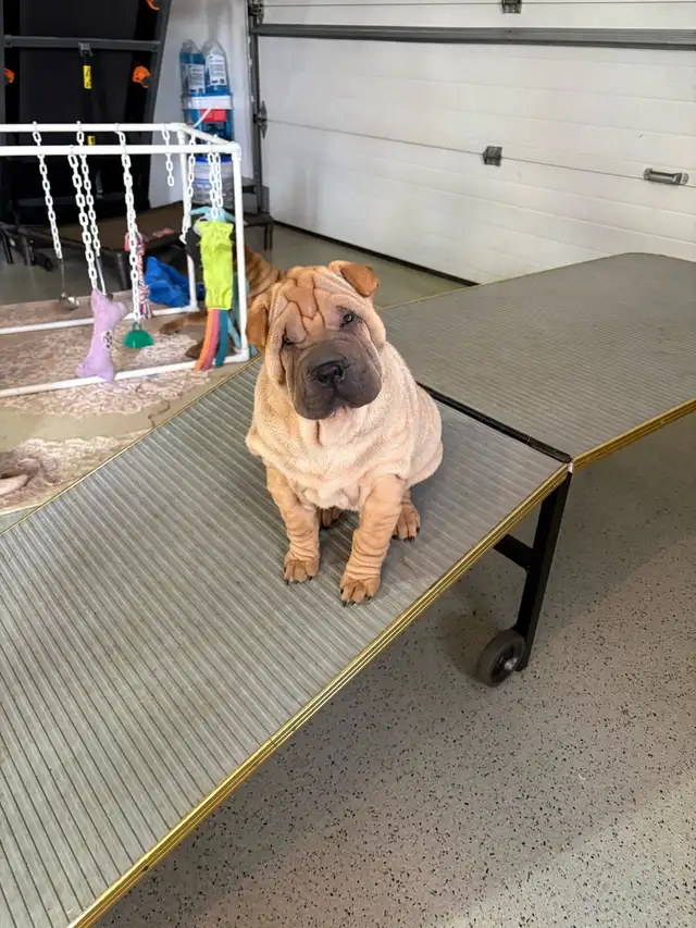 Chinese Shar Pei puppies in Dogs & Puppies for Rehoming in St. Catharines - Image 6