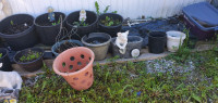 TOTAL OF 19 PLANT POTS  SOME ARE 17" ACROSS     14 WITH SOIL