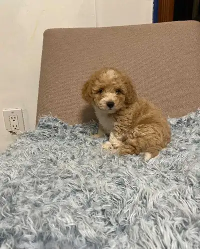 Maltipoo puppies, View more