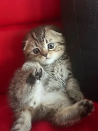 For sale: adorable Scottish fold kittens. They are one month old, two boys and two girls. Their pare...
