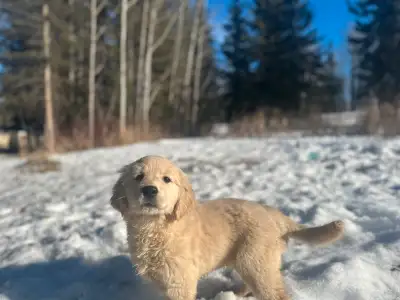 Golden Retriever Puppy - Waitlist Open, View more