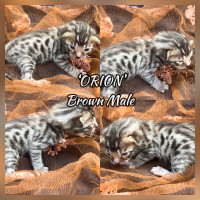 Purebred Registered Bengal Kittens