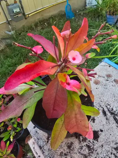 Crown of Thorns, View more