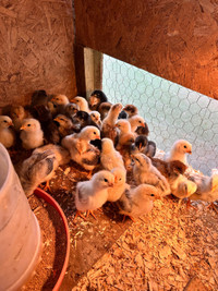 Baby chicks (2 weeks old)