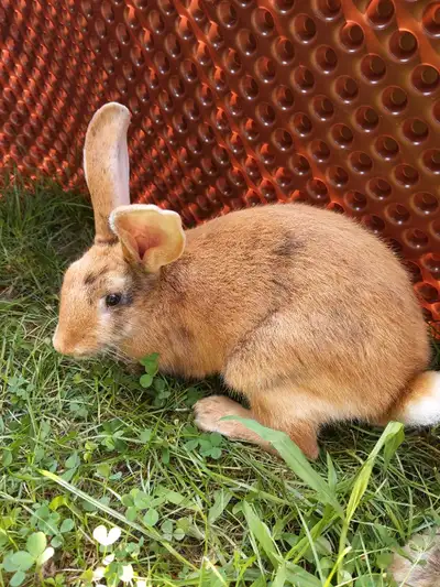 Female broken pattern Californian/New Zealand cross. Born early April. Currently 15 weeks old. Handl...