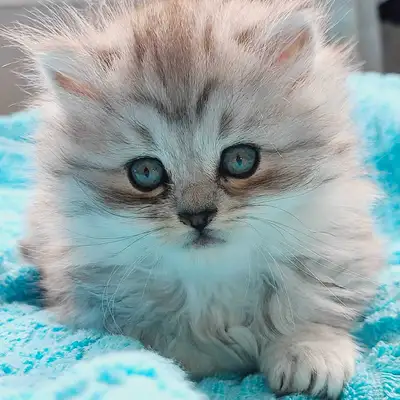 Chatons persan mix Chinchilla, Golden, Smoke a vendre, View more