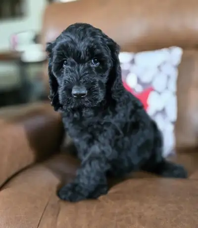 Ethically Bred Male Double Doodle, View more