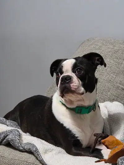 Boston Terrier, View more