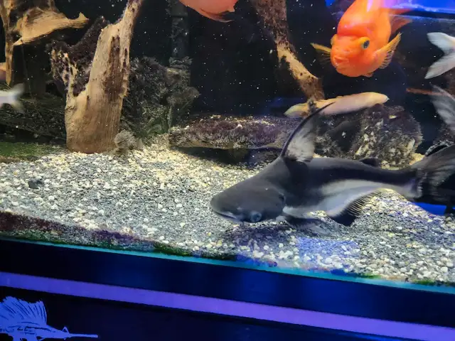 Two nice Paroon Sharks in Fish for Rehoming in Mississauga / Peel Region - Image 8