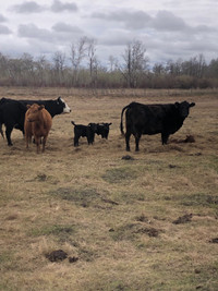 Cow calf pairs 