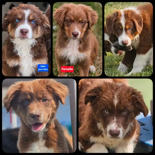 ^^Berger Australien^^ in Dogs & Puppies for Rehoming in Lanaudière - Image 2
