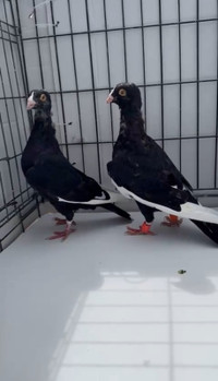 Syrian Dewlap Pigeons pair