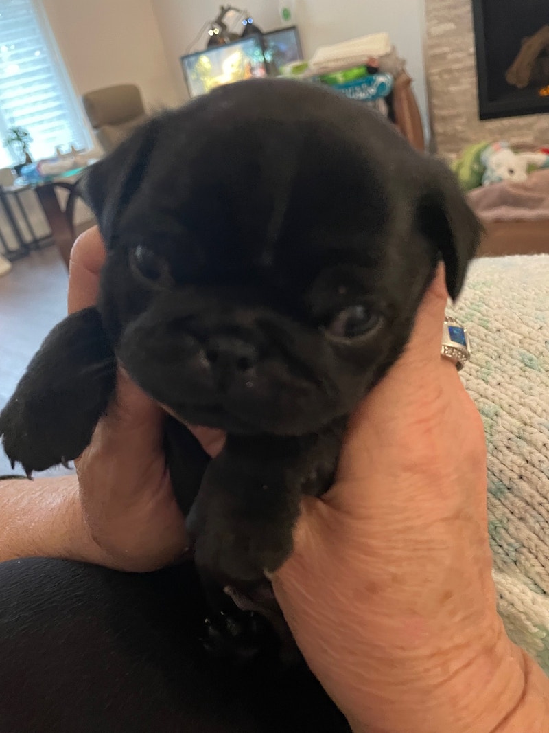 Pure Pug Puppies (3 Males) Dogs & Puppies for Rehoming Guelph Kijiji