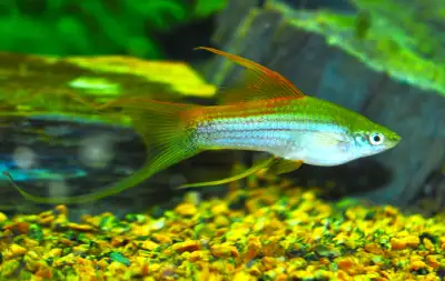 Hi-fin lyretail swordtail pairs, View more