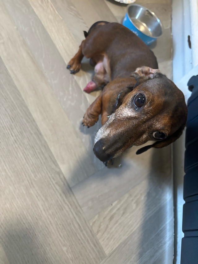 Dachshund pure breed in Dogs & Puppies for Rehoming in City of Toronto - Image 2