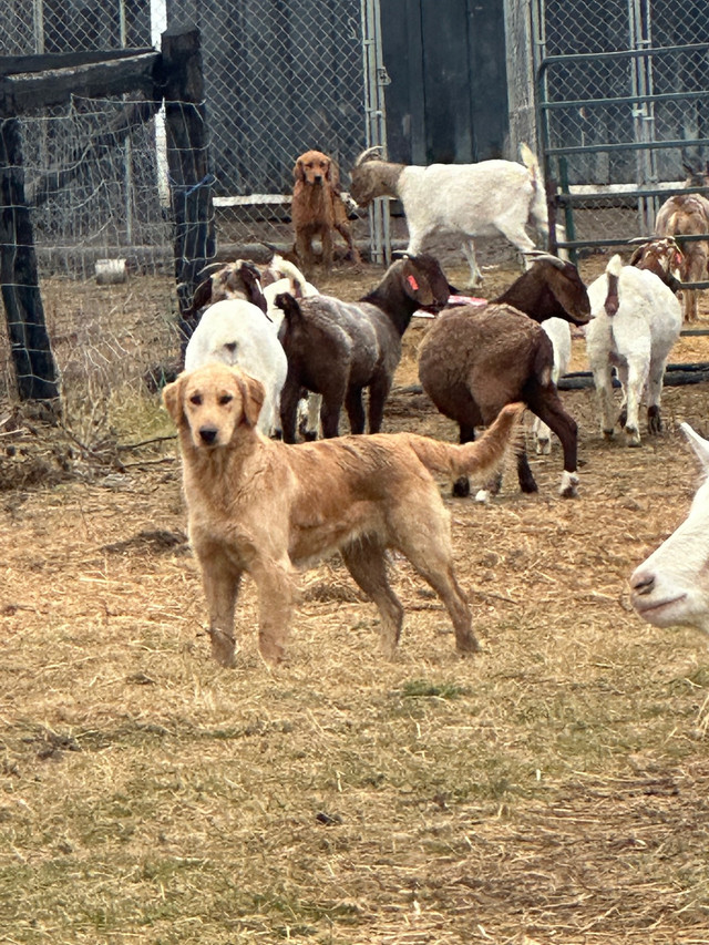 Purebred  ckc Golden Retriever  in Dogs & Puppies for Rehoming in Oshawa / Durham Region
