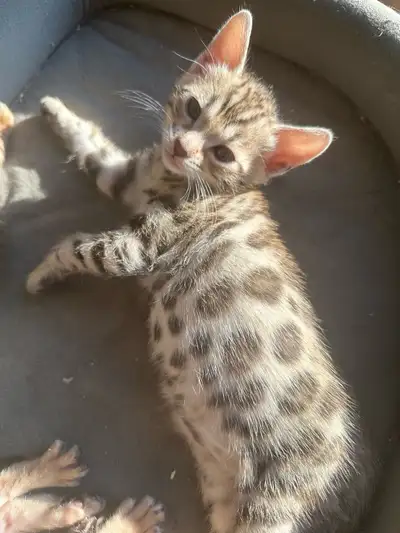 Adorable Purebred Bengal Kitten looking for her forever home, View more