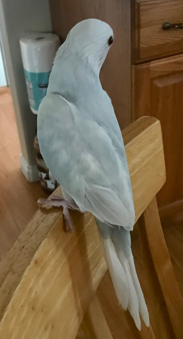 Indian ringneck for sale handfed  in Other Pets for Rehoming in Strathcona County