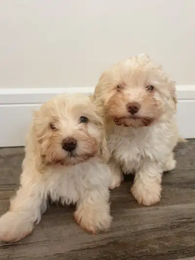 Adorable Havapoo Puppies Looking for Loving Homes, View more