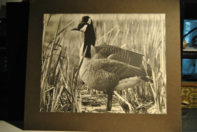 5 Pieces Photo Art Nature . Lot # 2 in Arts & Collectibles in Vancouver
