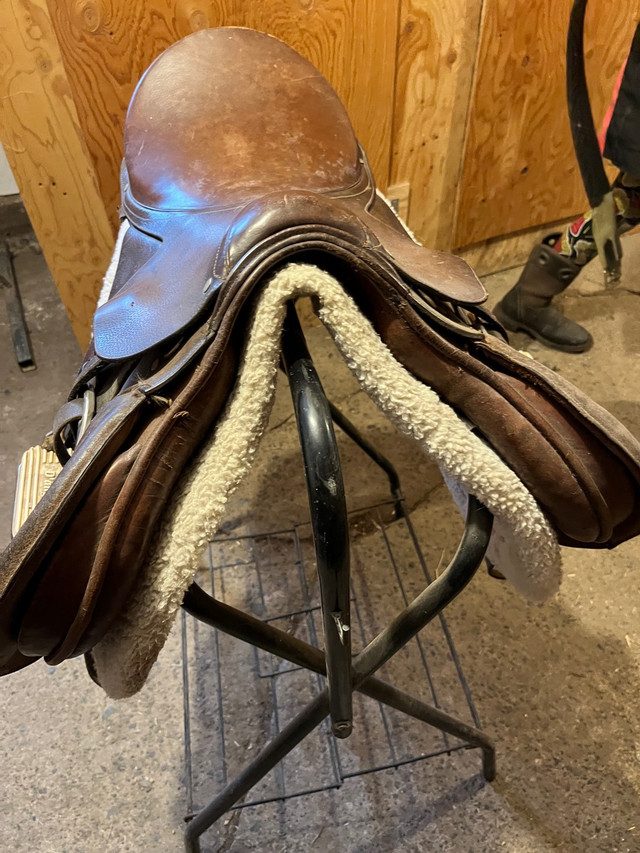  English Saddle   in Horses & Ponies for Rehoming in Kawartha Lakes - Image 4