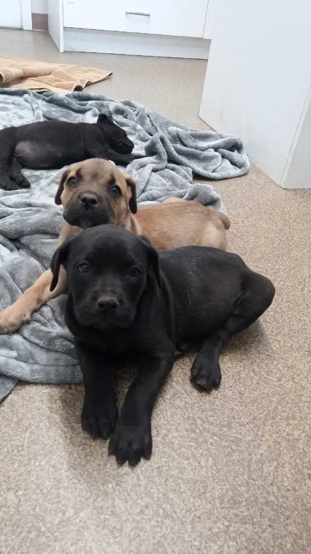Cane Corso puppies in Dogs & Puppies for Rehoming in Owen Sound - Image 4