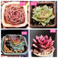 Succulent plants for sale