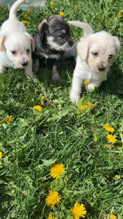 Miniature Schnauzer Mixed Breed Puppies, View more
