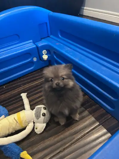 puppies ready, View more