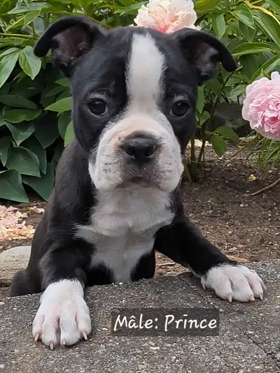 Magnifiques Boston Terrier! Prêts à quitter maintenant!, View more