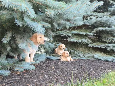 Golden retreiver , View more