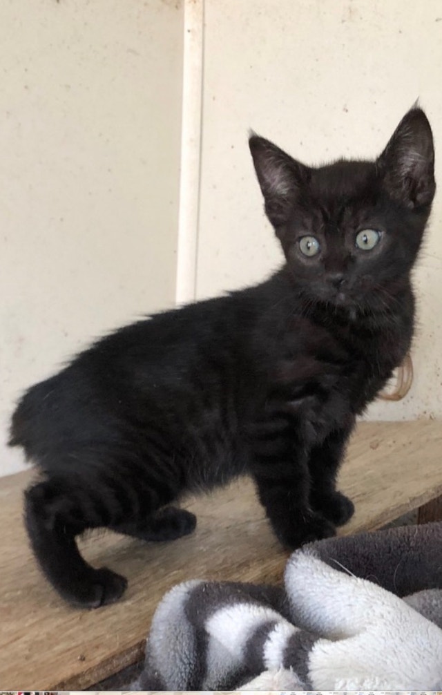Manx kittens Cats & Kittens for Rehoming Saskatoon Kijiji