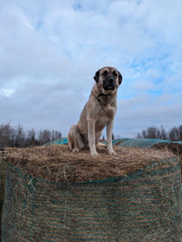 Kangal x looking for Family To Love