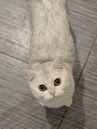 British Shorthair Kitten for sale