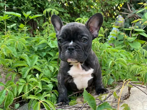 Triggerpoint are Traditional Frenchies. I believe the first few months of a puppy's life are extreme...