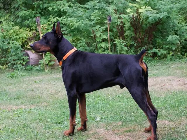CKC Cropped Purebred European Doberman puppy in Dogs & Puppies for Rehoming in City of Toronto - Image 3