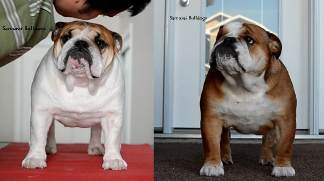 Original Bulldogs - Standardized -Samurai Bulldogs in Dogs & Puppies for Rehoming in Edmonton - Image 4