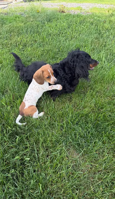 Mini Dachshunds Puppies for Rehoming, View more