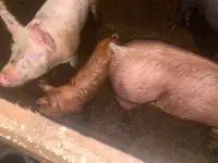 Pigs for sloghter