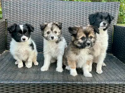 Family friendly Shih Tzu x Pomeranian puppies. 8 weeks old, are vet checked and have received their...