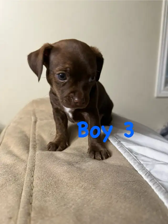 Cutest Chihuahua/ Min pin cross puppies in Dogs & Puppies for Rehoming in Cambridge - Image 6