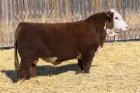 Yearling Bulls for Sale (Rocky Mountain House)