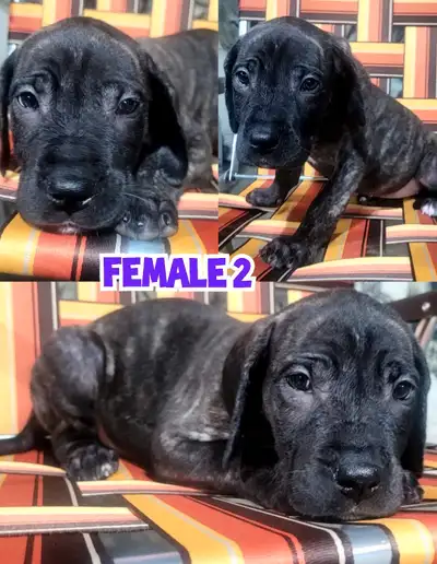 Great Dane x Mastiff puppies Ready to go!, View more