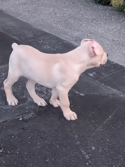 Purebred straw/white Cane Corso puppies for sale, View more