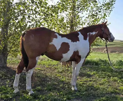 Paint Horse for Sale, View more