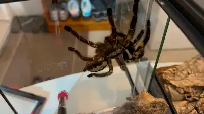Poecilotheria Metallica MFemale and MMALE, View more