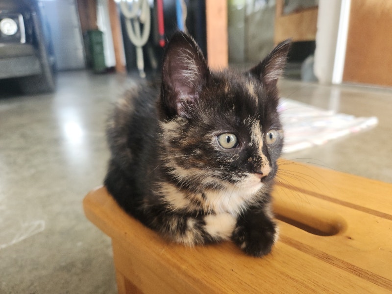 Kittens for adoption Cats & Kittens for Rehoming Chilliwack Kijiji