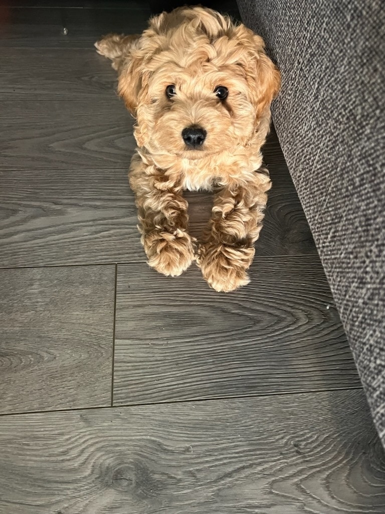 Urgent male puppy Dogs & Puppies for Rehoming City of Toronto