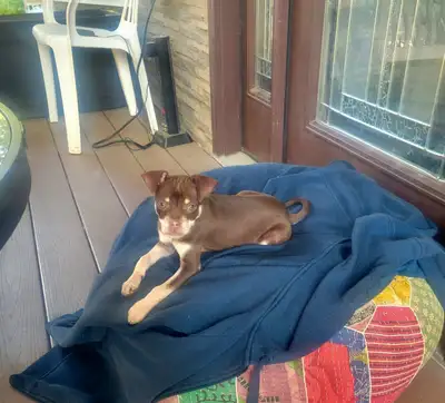 Please call or text only. 519 488 3164 Beautiful CHUG puppies born April 1, 2025 Our Chihuahua x PUG...